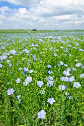 lts_BloomingFlaxField lts_BloomingFlaxField