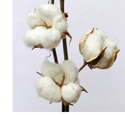 lts_cotton_stem_growing