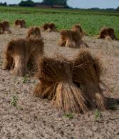 lts_flax_drying lts_flax_drying